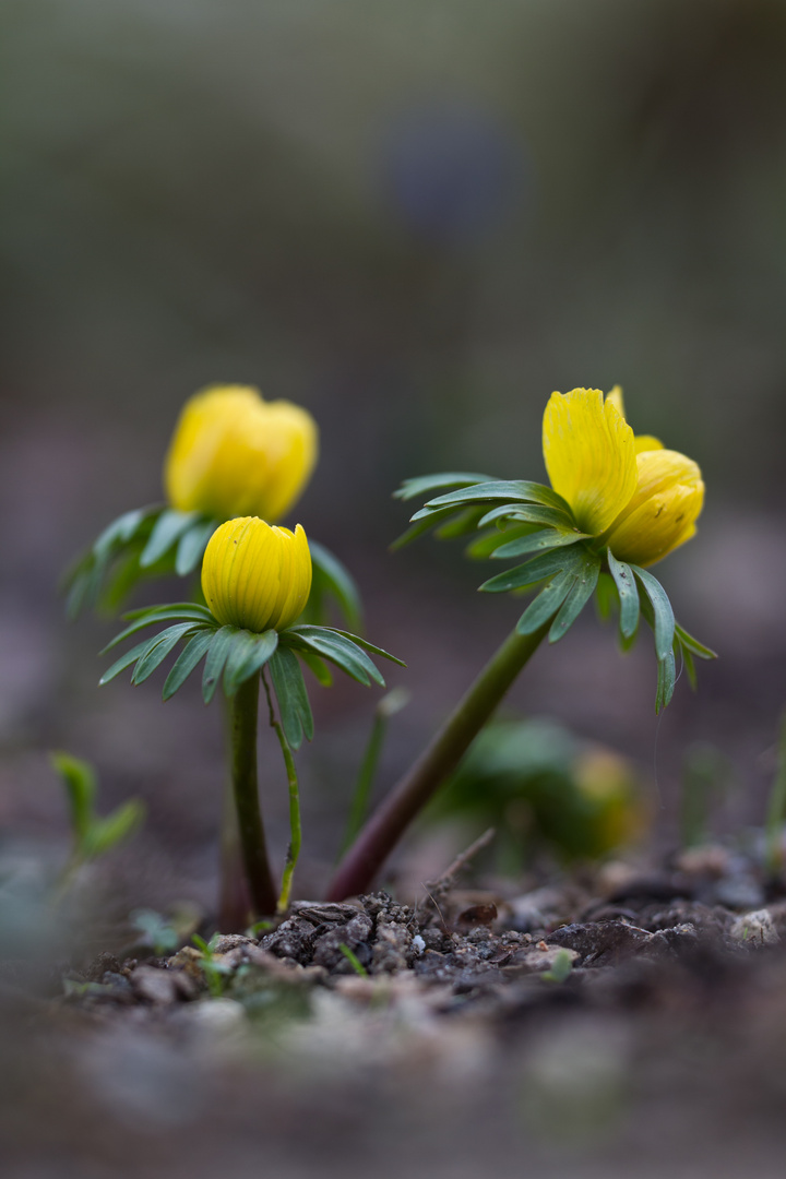 Winterling (Eranthis hyemalis)