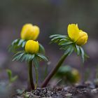 Winterling (Eranthis hyemalis)