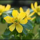 Winterling (Eranthis hyemalis)