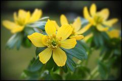 Winterling (Eranthis hyemalis)