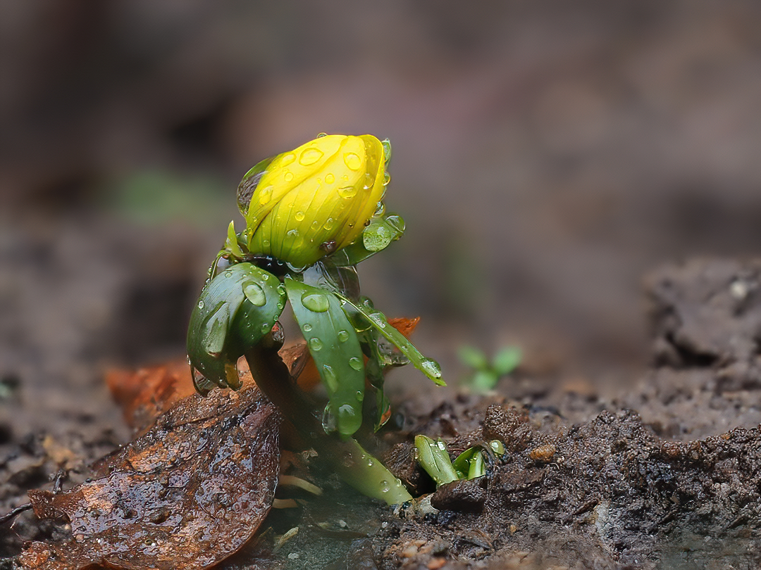  Winterling (Eranthis hyemalis)