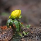  Winterling (Eranthis hyemalis)