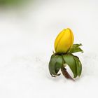 Winterling (Eranthis hyemalis)