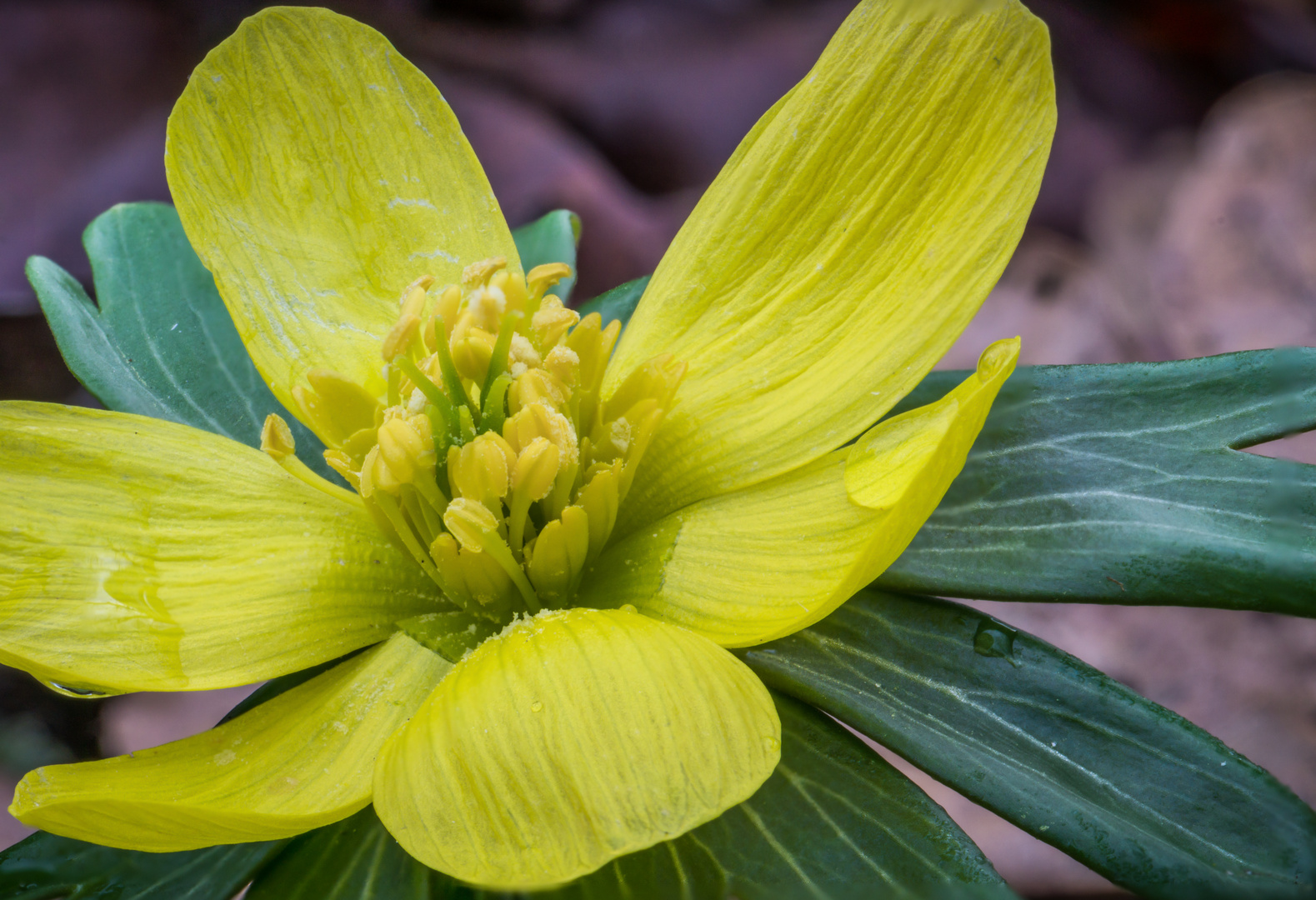 Winterling ( Eranthis hyemalis )