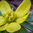 Winterling ( Eranthis hyemalis )