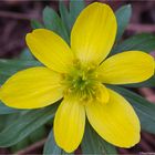 Winterling (Eranthis hyemalis; Syn.: Eranthis hiemalis L.).