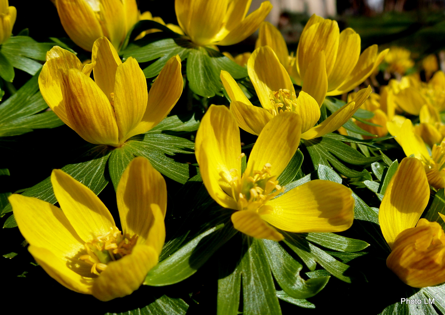 Winterling 'Eranthis hyiemalis'