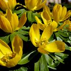 Winterling 'Eranthis hyiemalis'