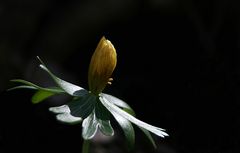 Winterling im Glanze der Frühlingssonne