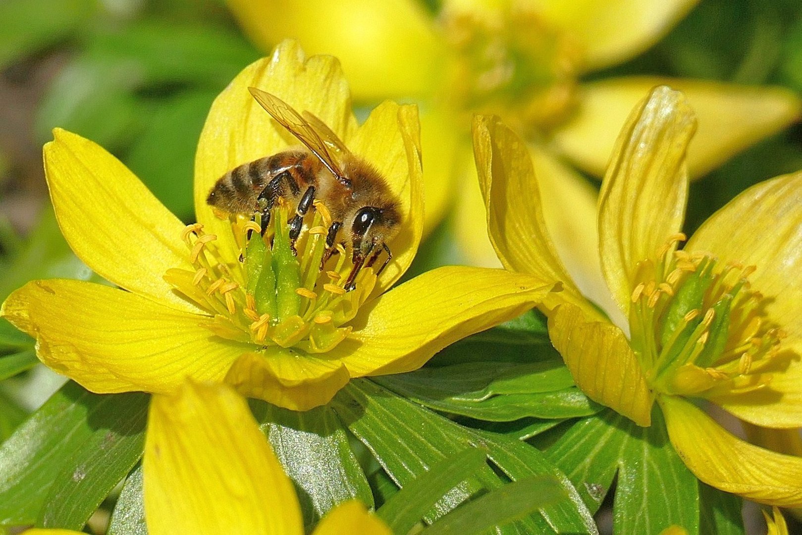 Winterling mit Besucherin