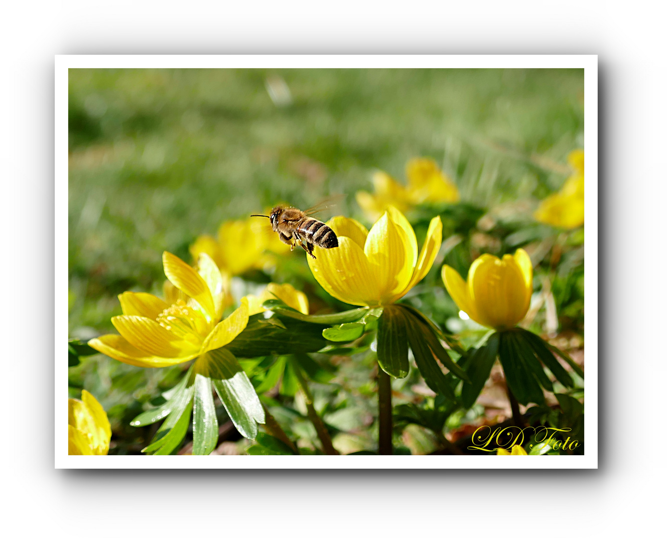 Winterling mit fleißigem Bienchen 1