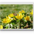 Winterling mit fleißigem Bienchen 1