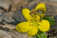 Winterling und Wildbiene