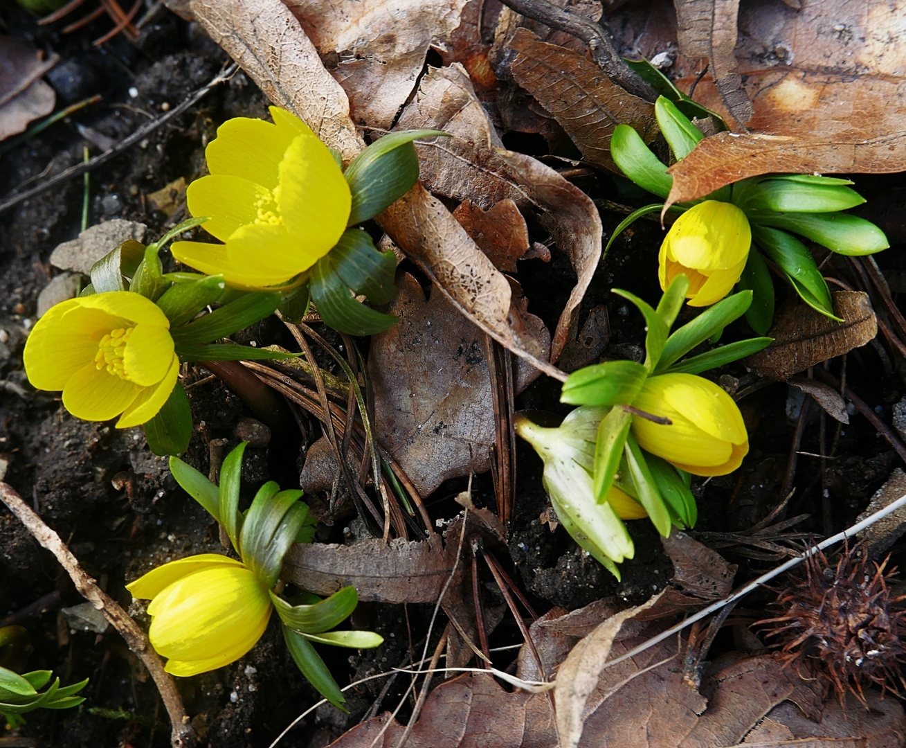 Winterlinge Foto & Bild natur, kleinpflanzen, frühblüher winterlinge