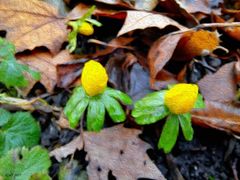 Winterlinge