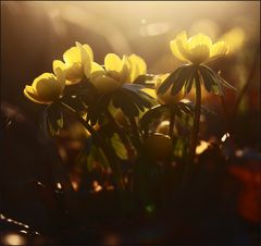 Winterlinge