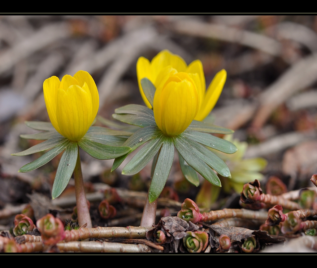 WINTERLINGE Foto & Bild | jahreszeiten, frühling, natur Bilder auf fotocommunity