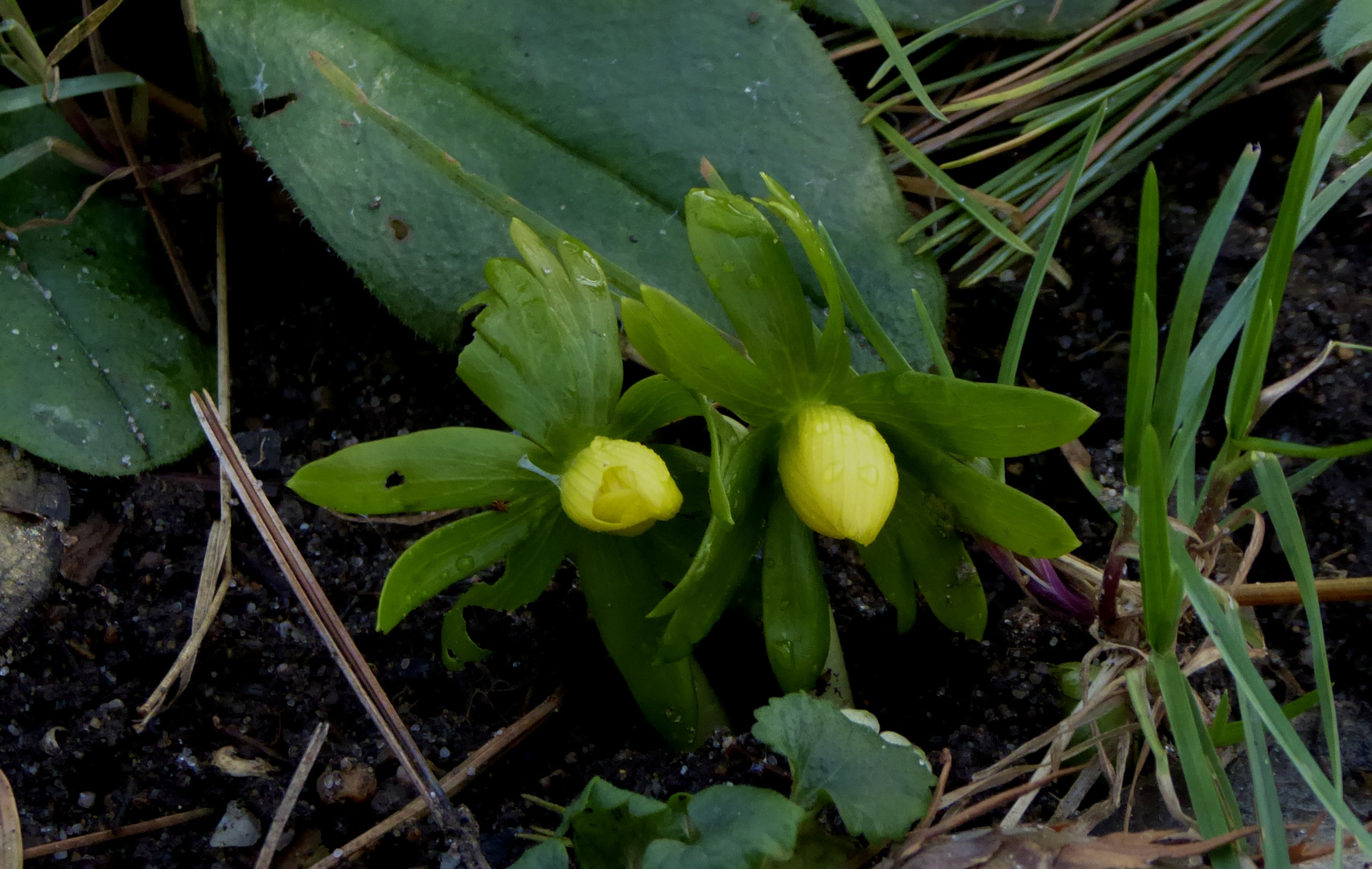 Winterlinge  am 7.Januar ? 