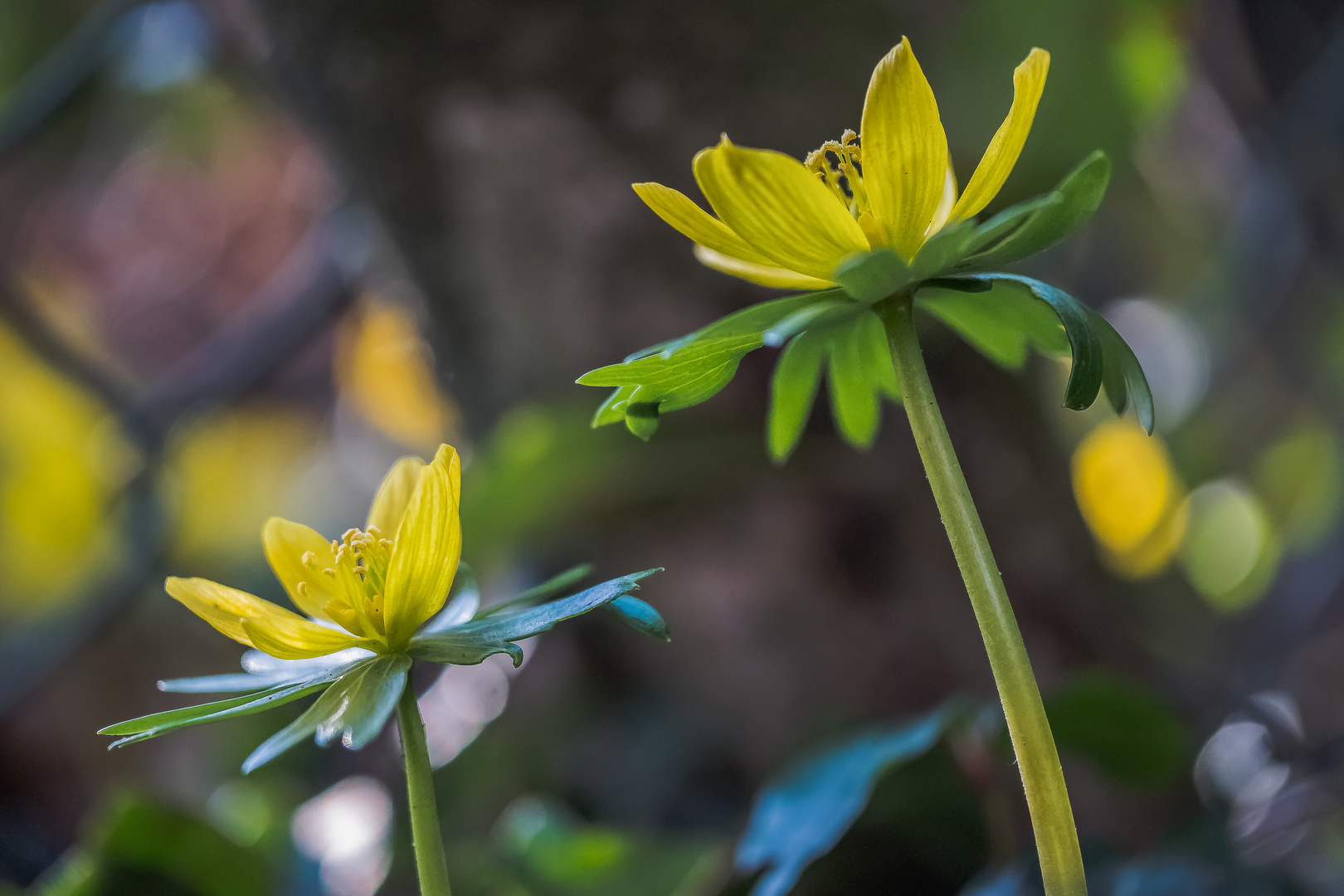 Winterlinge an Gartenzaunbokeh