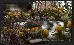 Winterlinge aus Genchen's Garten