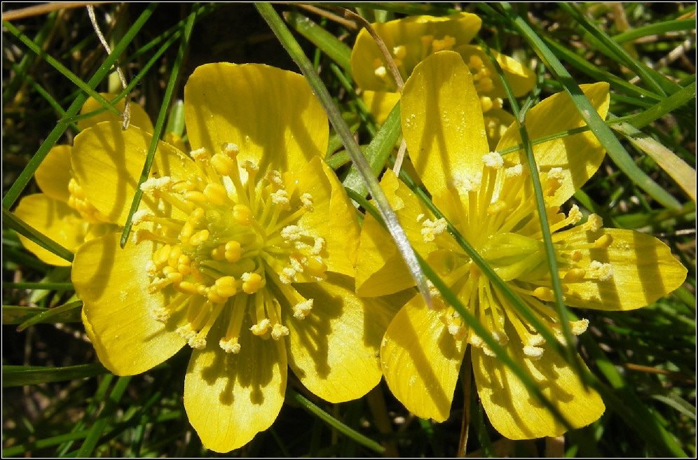 Winterlinge aus meinem Garten