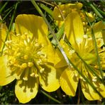 Winterlinge aus meinem Garten