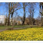 Winterlinge beim Freibad  Neckarhalde