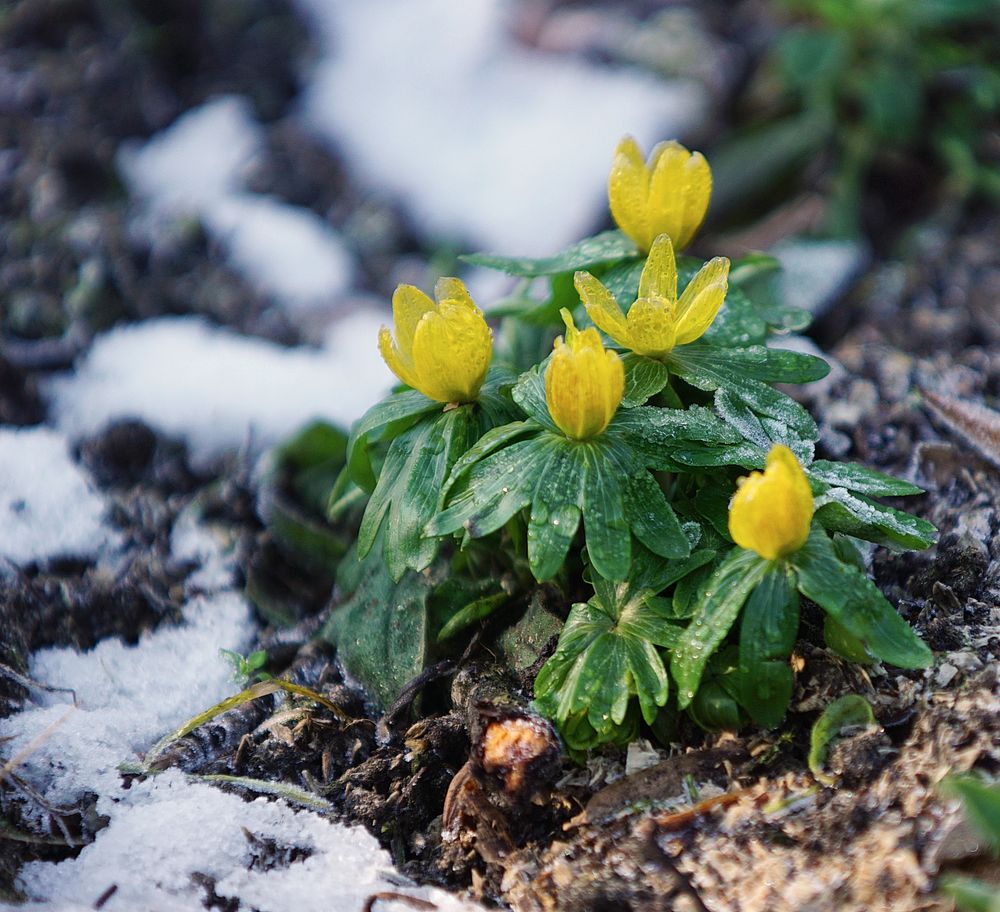 Winterlinge Foto & Bild | world, frühling, natur Bilder auf fotocommunity