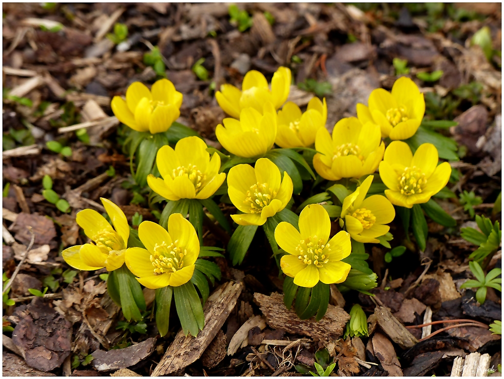 Winterlinge , Foto & Bild jahreszeiten, frühling, natur Bilder auf