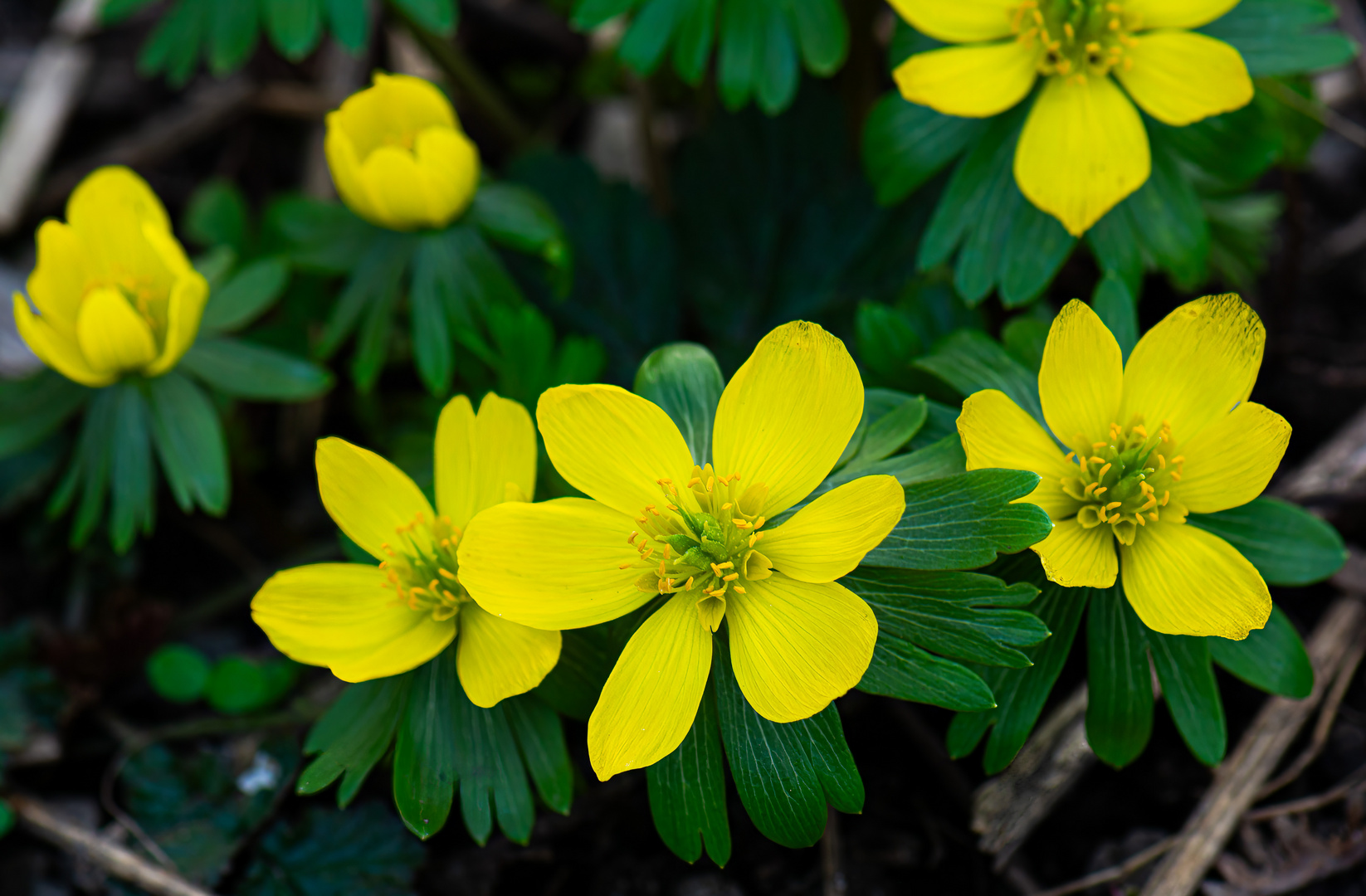 Winterlinge (Eranthis) 