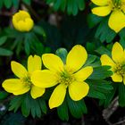 Winterlinge (Eranthis) 