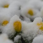 Winterlinge (eranthis)