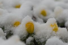 Winterlinge (eranthis)