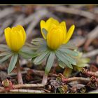 *WINTERLINGE / ERANTHIS HYEMALIS*