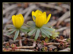 *WINTERLINGE / ERANTHIS HYEMALIS*