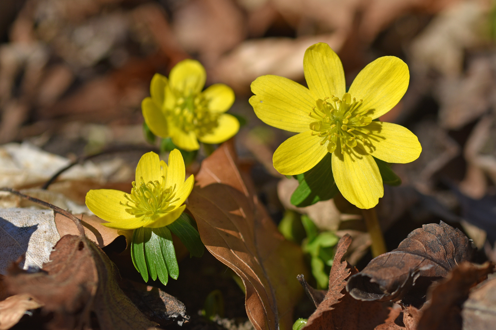 Winterlinge (Eranthis hyemalis), (2/2)