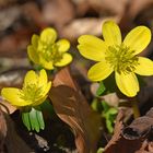 Winterlinge (Eranthis hyemalis), (2/2)