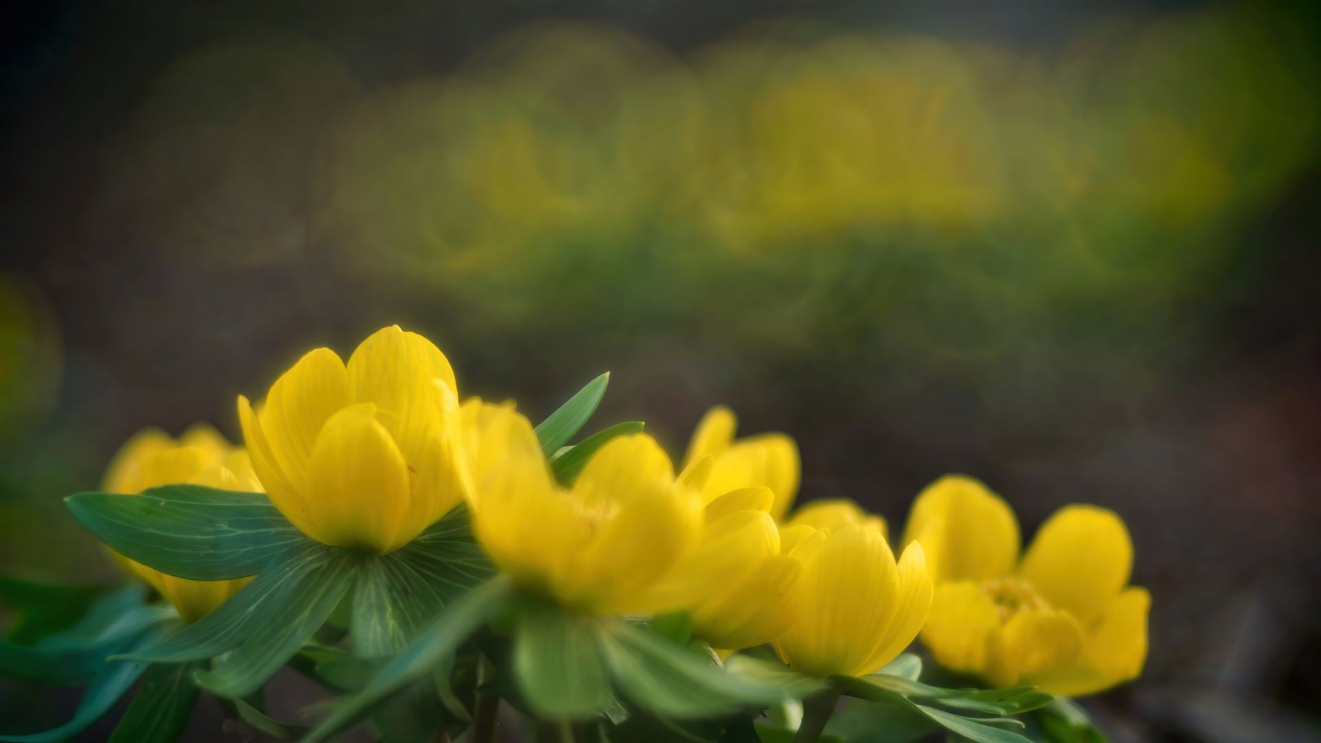 Winterlinge (Eranthis hyemalis)