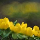 Winterlinge (Eranthis hyemalis)