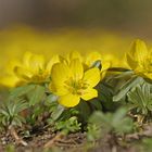 Winterlinge (Eranthis hyemalis)