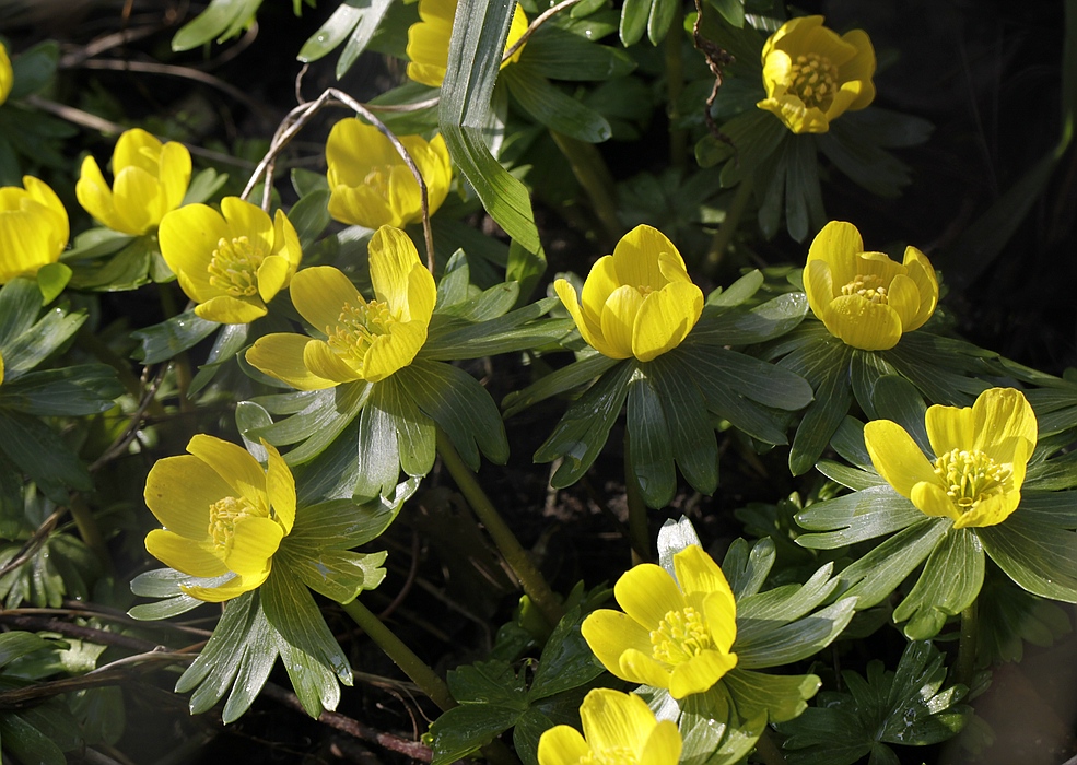 Winterlinge (Eranthis hyemalis)..