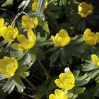 Winterlinge (Eranthis hyemalis)..