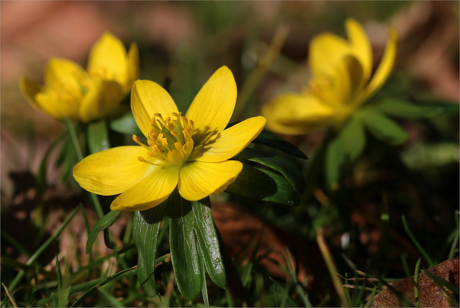 Winterlinge (Eranthis hyemalis).