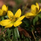 Winterlinge (Eranthis hyemalis).