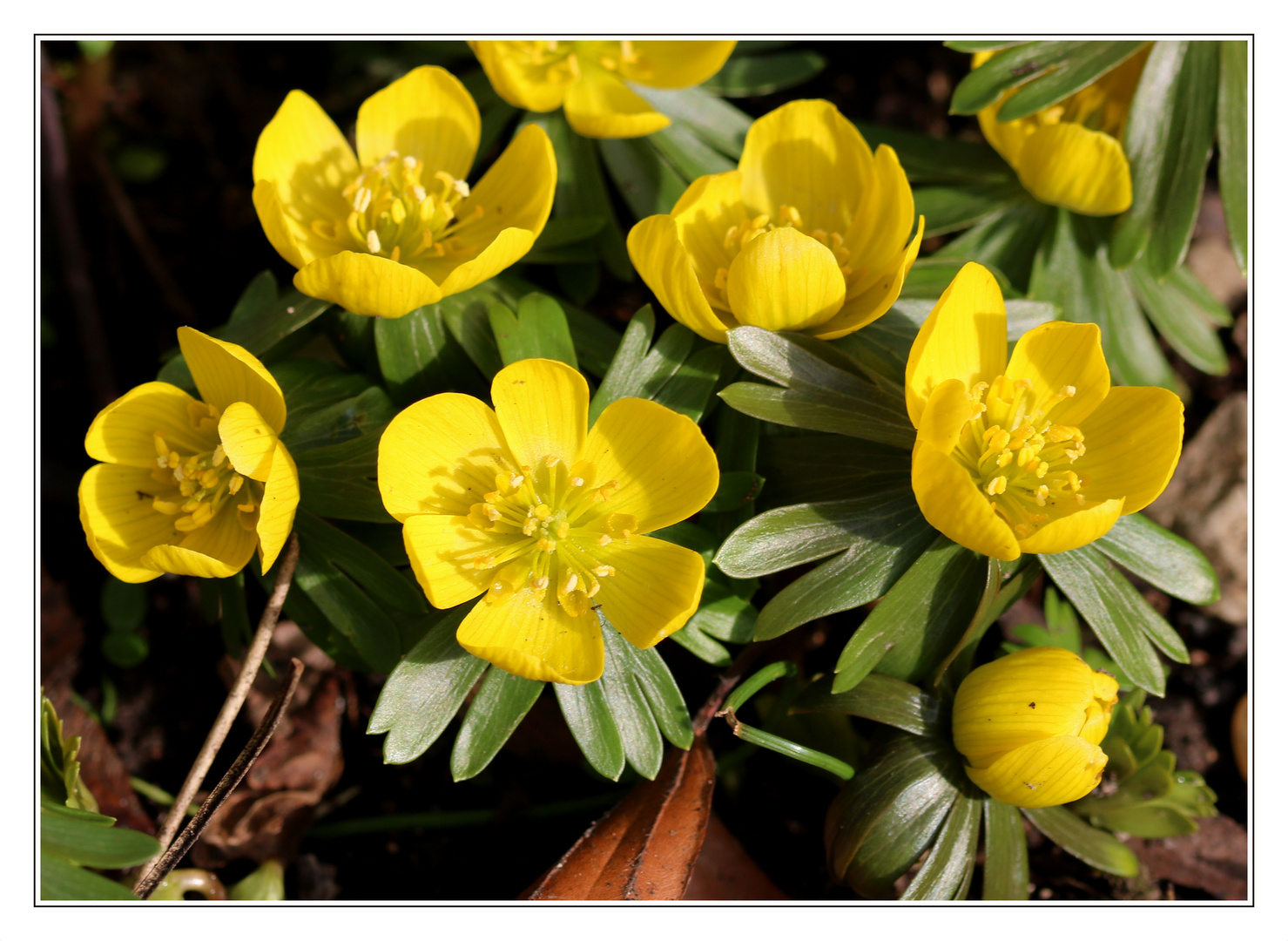 Winterlinge (Eranthis hyemalis)...