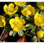 Winterlinge (Eranthis hyemalis)...