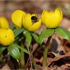 Winterlinge (Eranthis hyemalis).