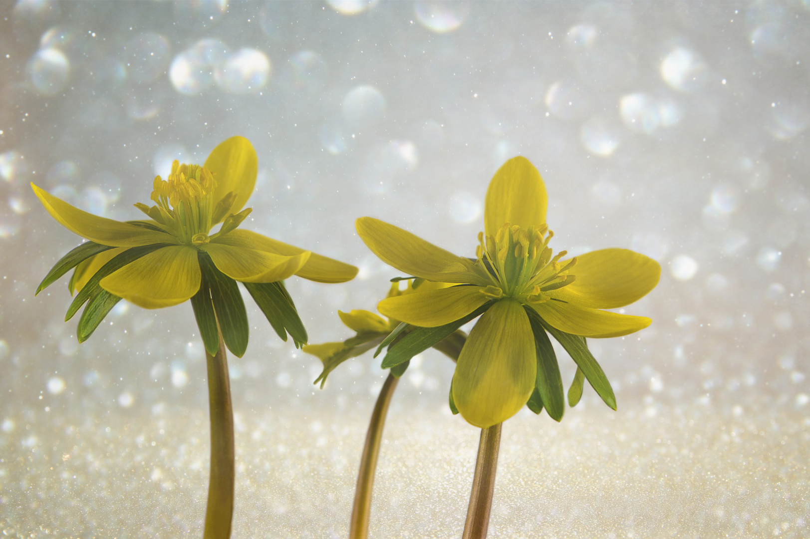 Winterlinge (Eranthis hyemalis) 