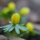 Winterlinge (Eranthis hyemalis)