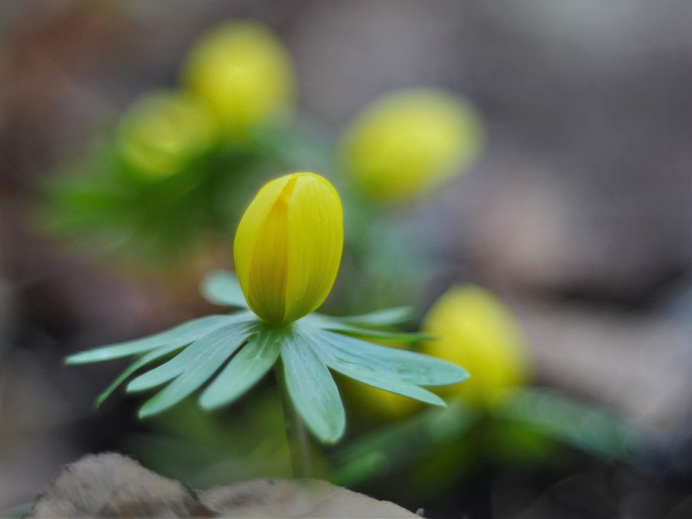 Winterlinge (Eranthis hyemalis)